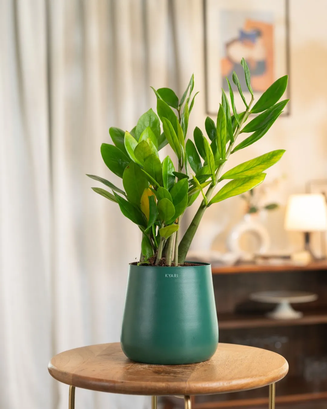 ZZ Green with Metal Self Watering Pot - Image 85