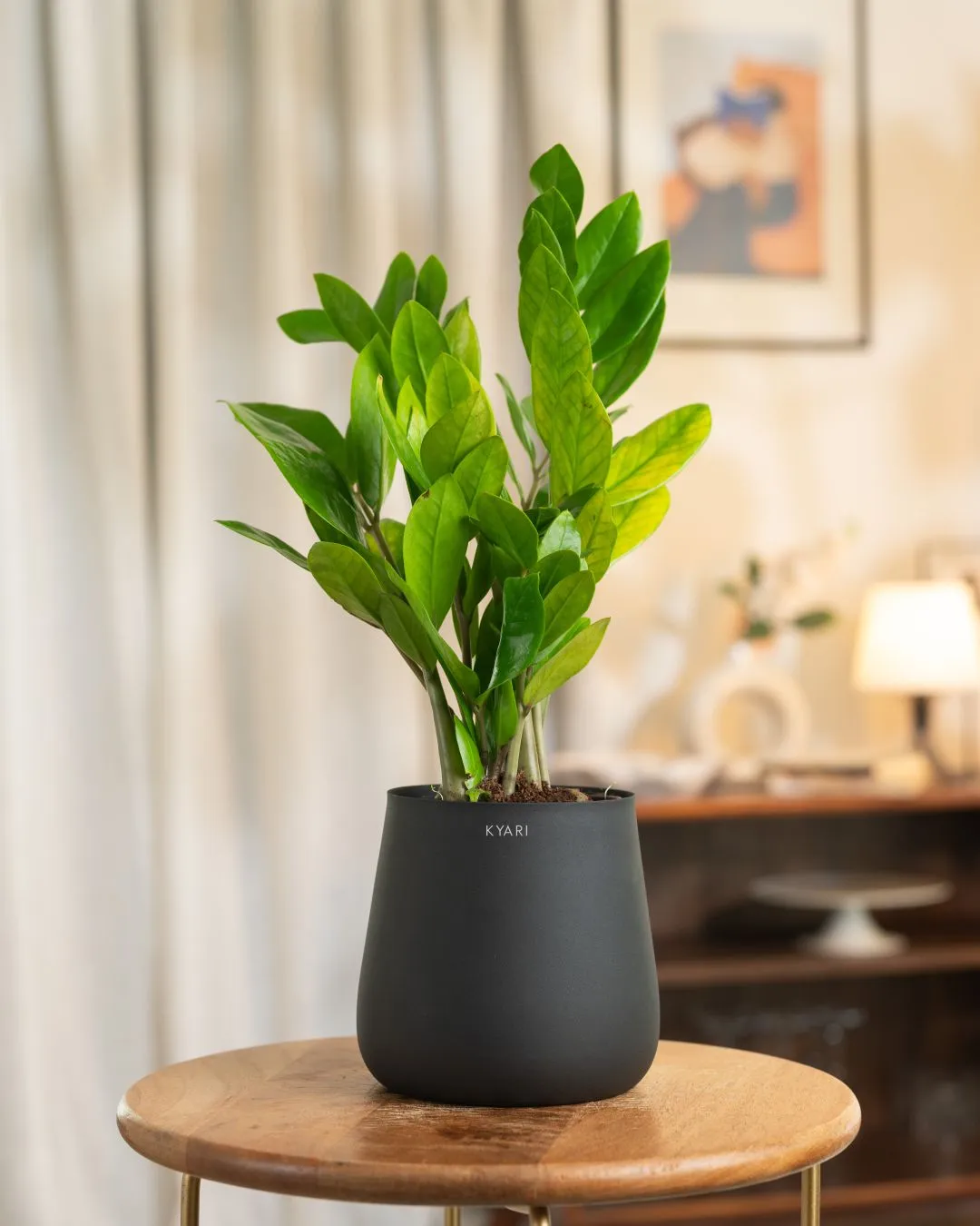 ZZ Green with Metal Self Watering Pot - Image 91
