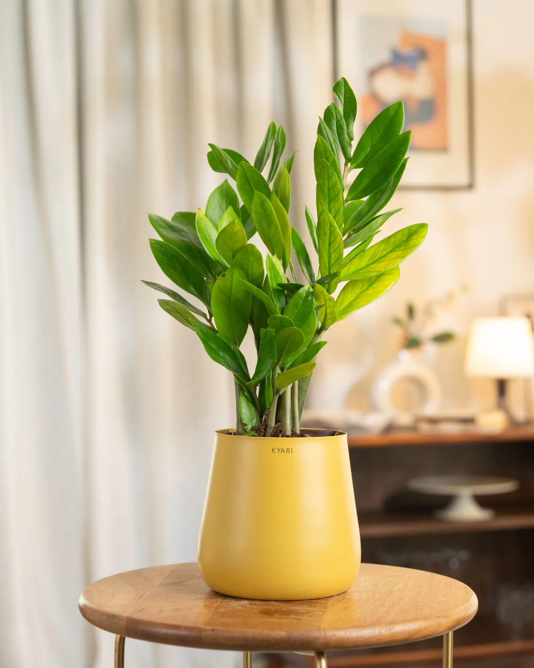 ZZ Green with Metal Self Watering Pot - Image 97