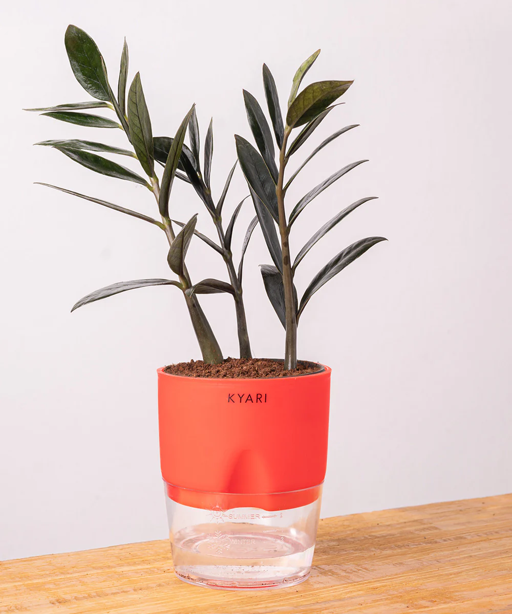 ZZ - Zamia Black Plant - Image 10