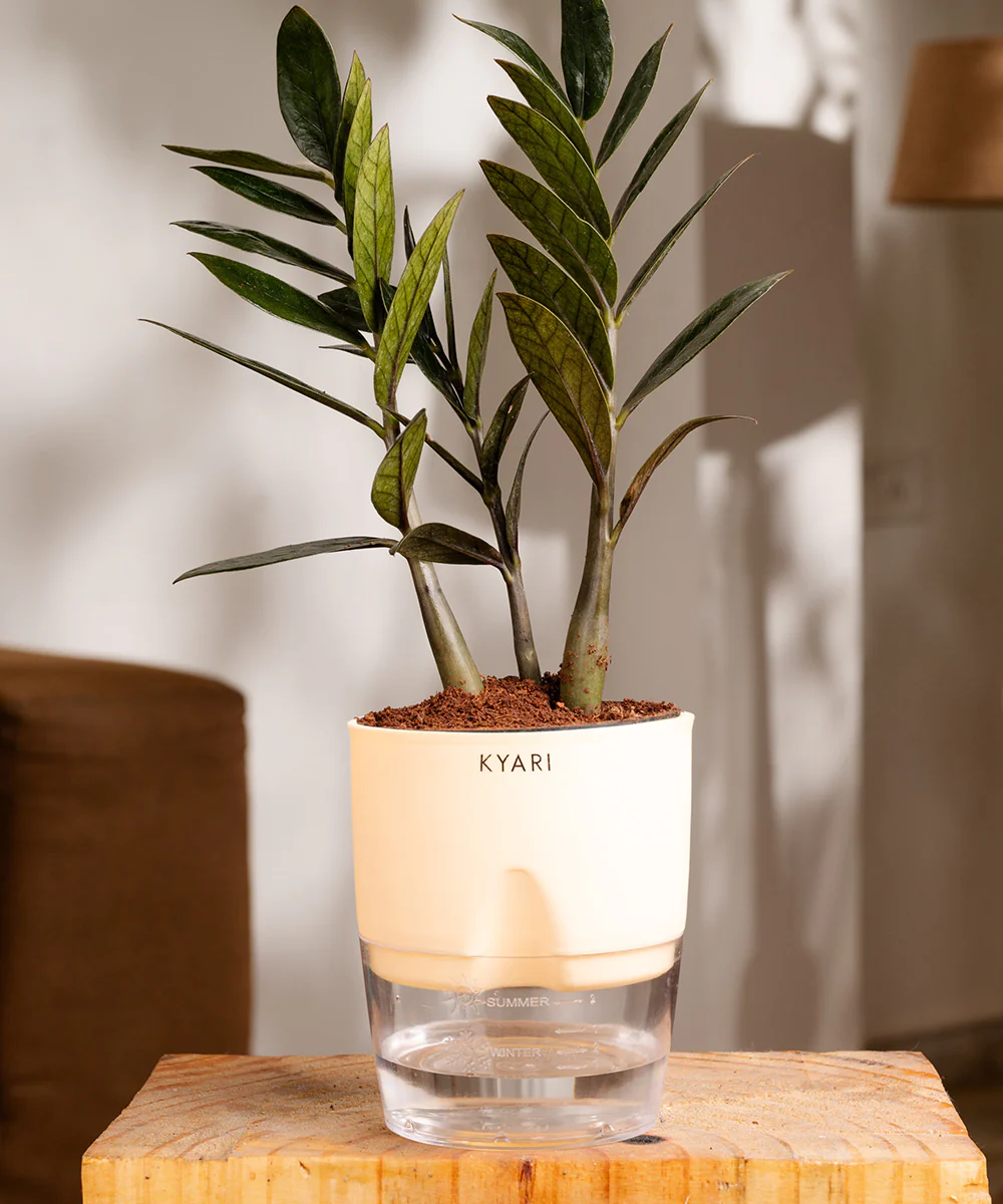 ZZ - Zamia Black Plant - Image 15