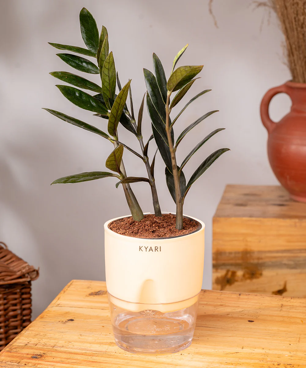 ZZ - Zamia Black Plant - Image 16