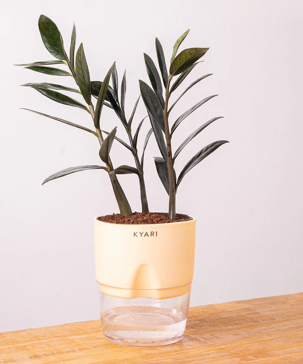 ZZ - Zamia Black Plant - Image 17