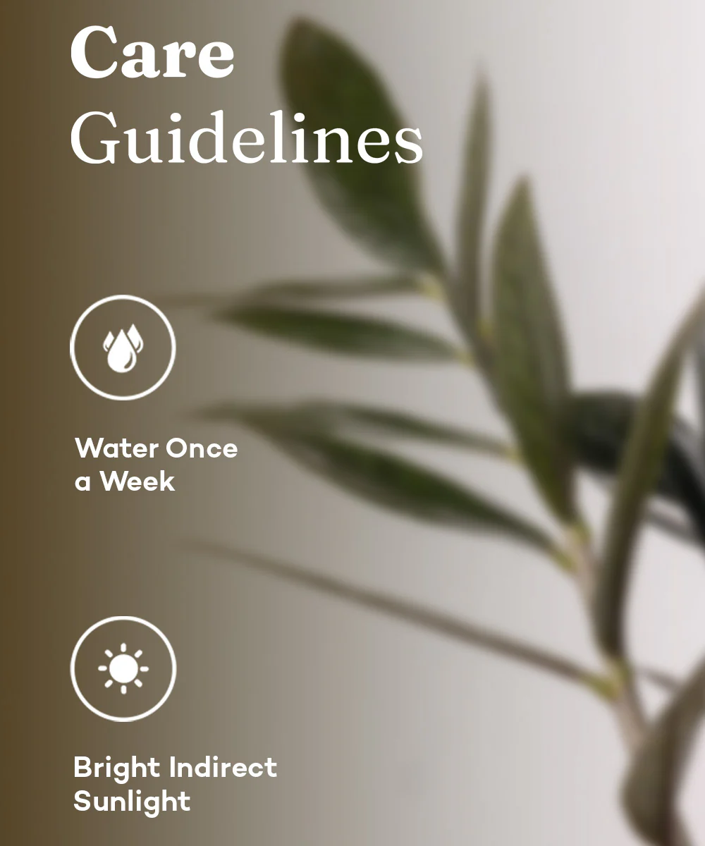 ZZ - Zamia Black Plant - Image 19