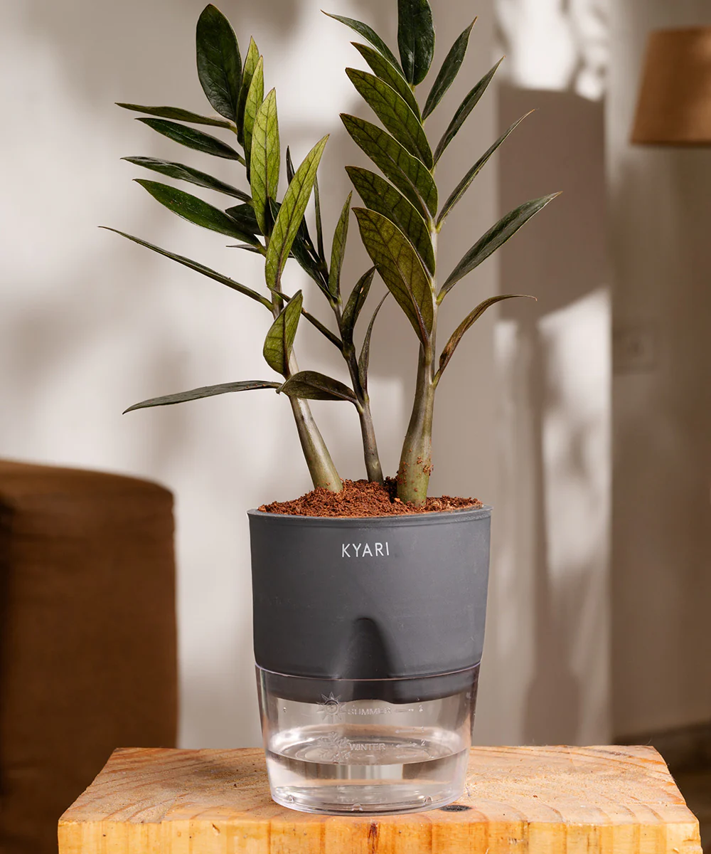 ZZ - Zamia Black Plant - Image 22