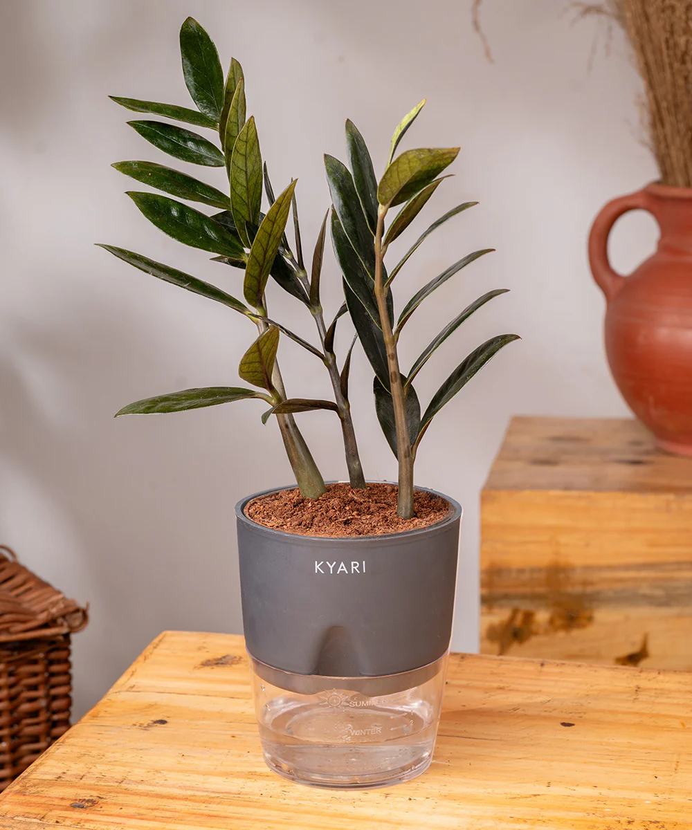 ZZ - Zamia Black Plant - Image 23