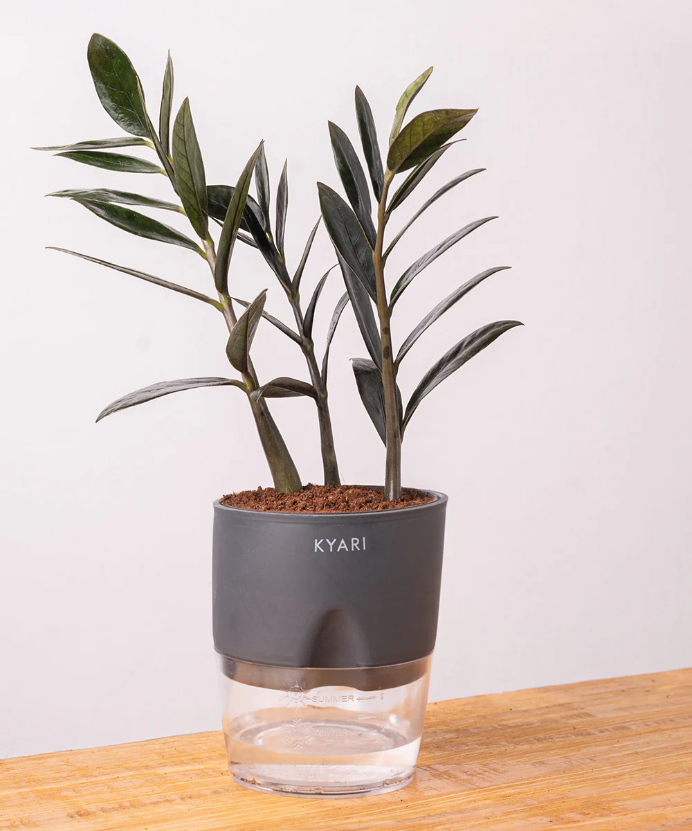 ZZ - Zamia Black Plant - Image 24
