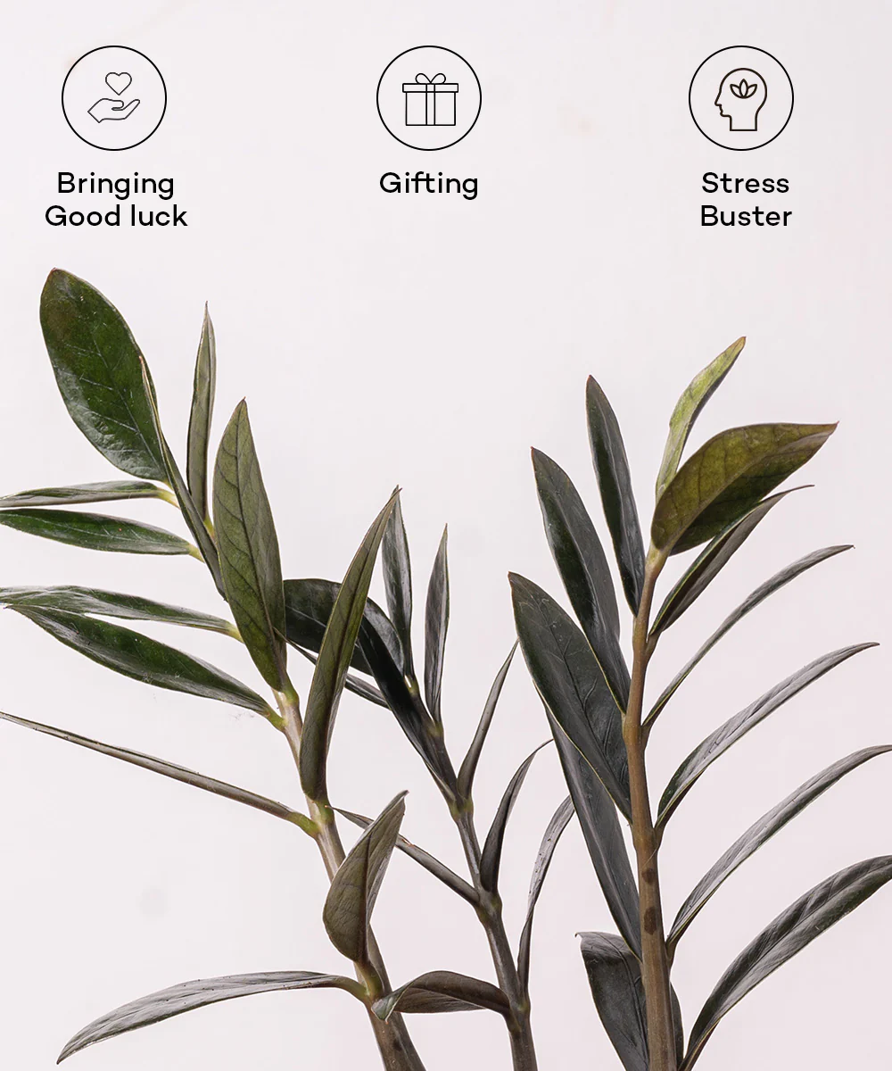 ZZ - Zamia Black Plant - Image 25