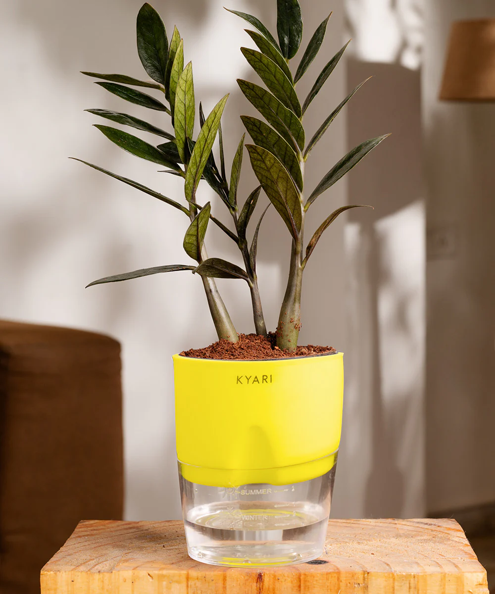 ZZ - Zamia Black Plant - Image 29