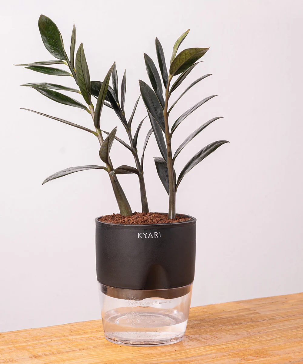 ZZ - Zamia Black Plant - Image 3