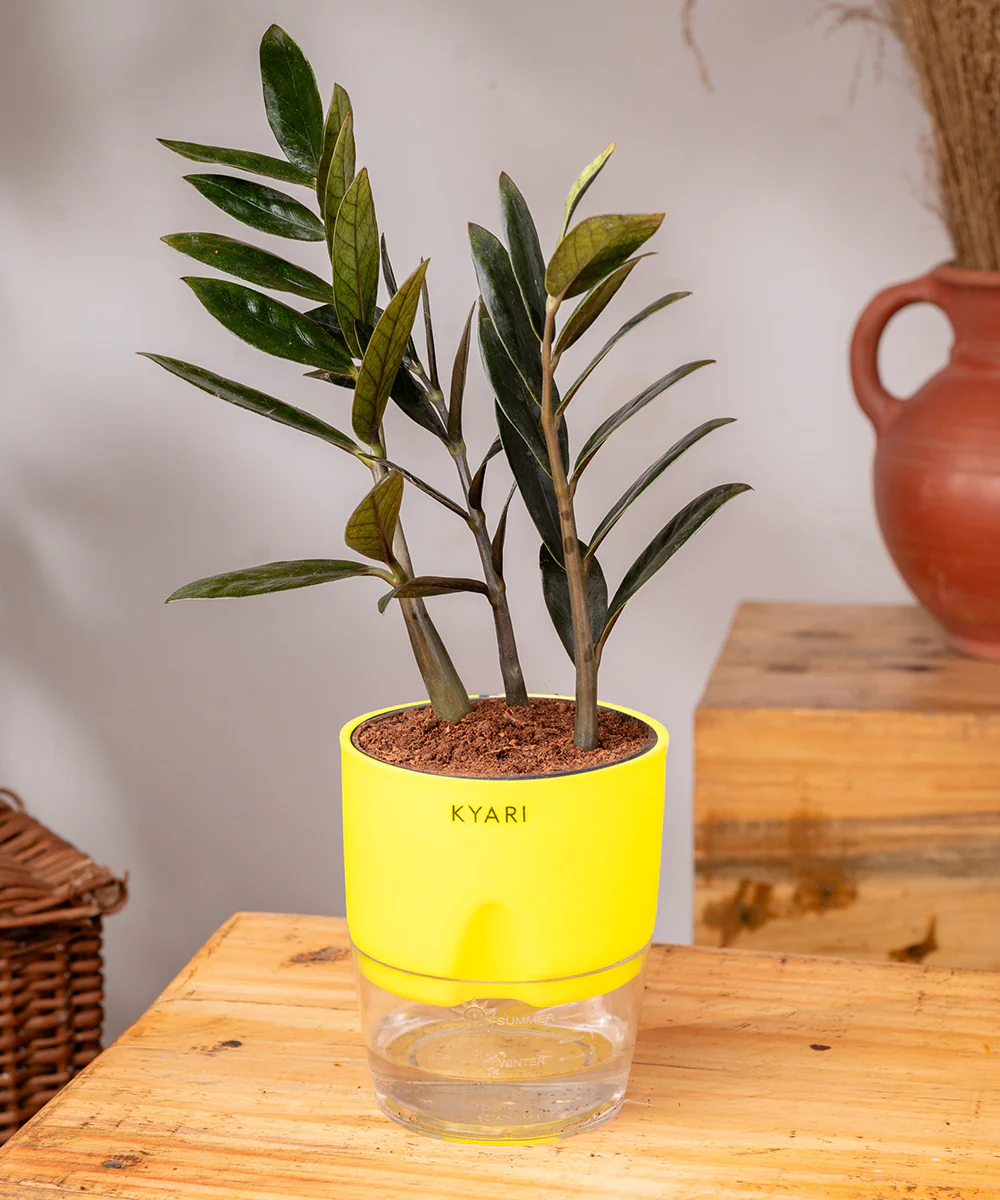 ZZ - Zamia Black Plant - Image 30