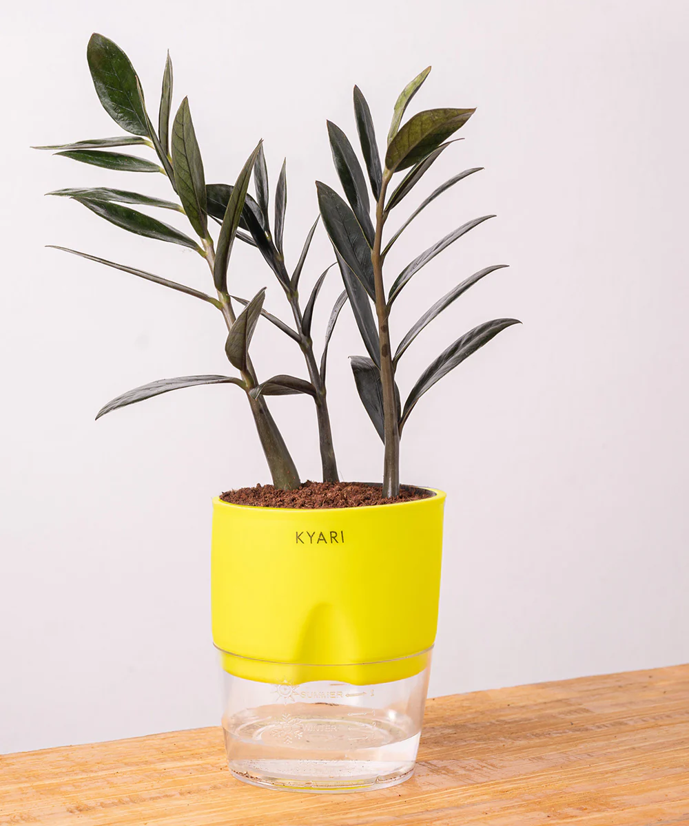 ZZ - Zamia Black Plant - Image 31