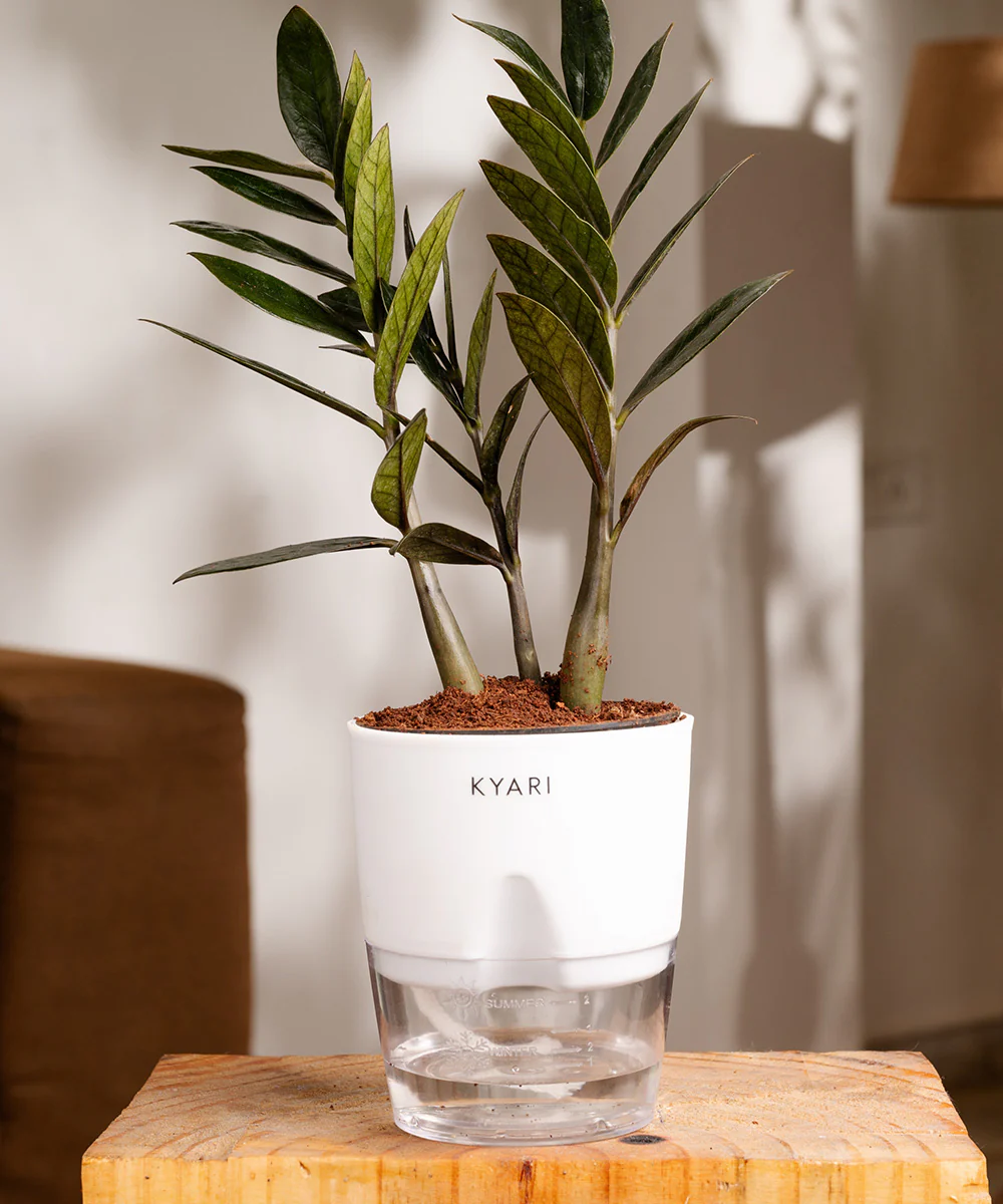 ZZ - Zamia Black Plant - Image 36