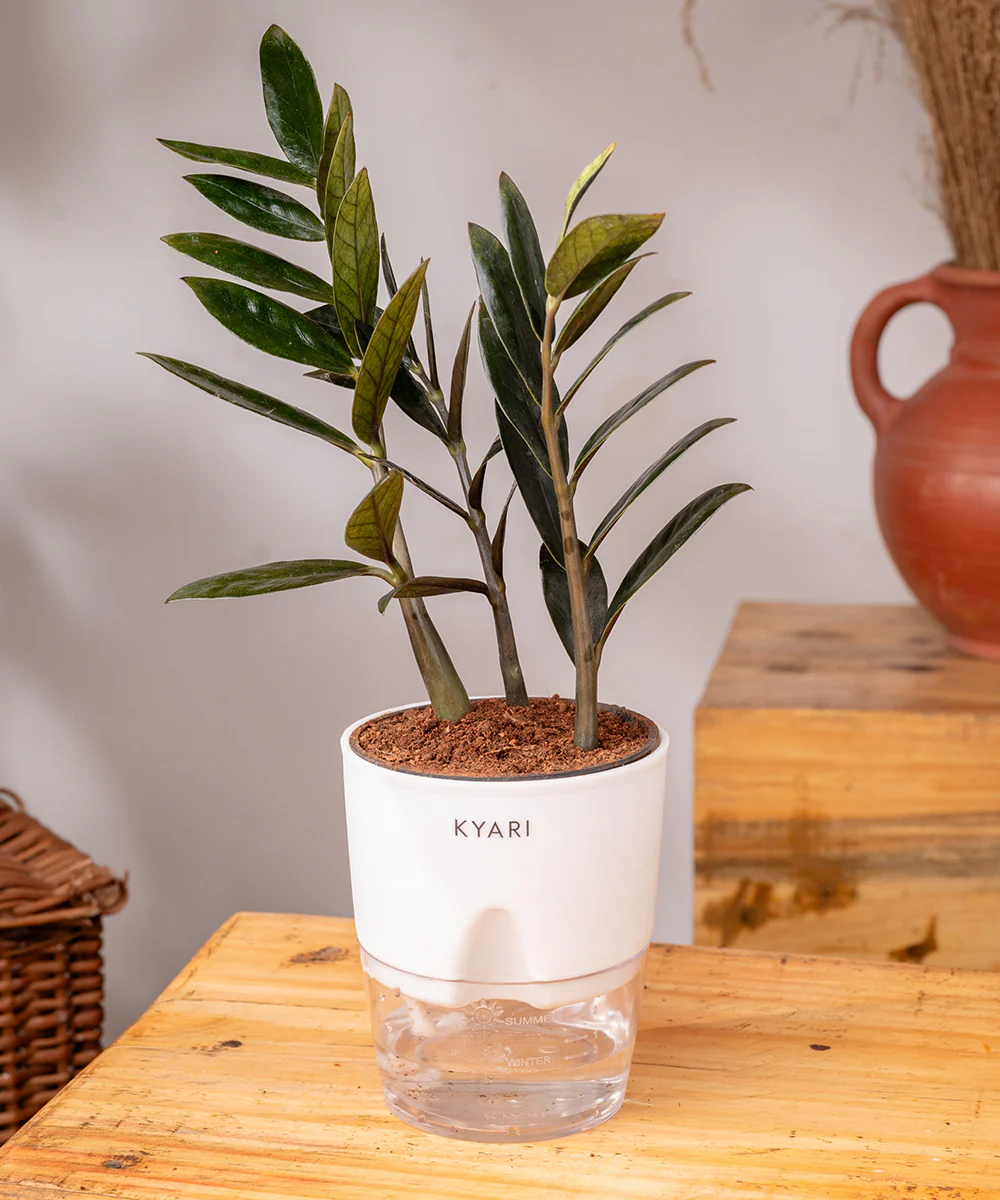 ZZ - Zamia Black Plant - Image 37