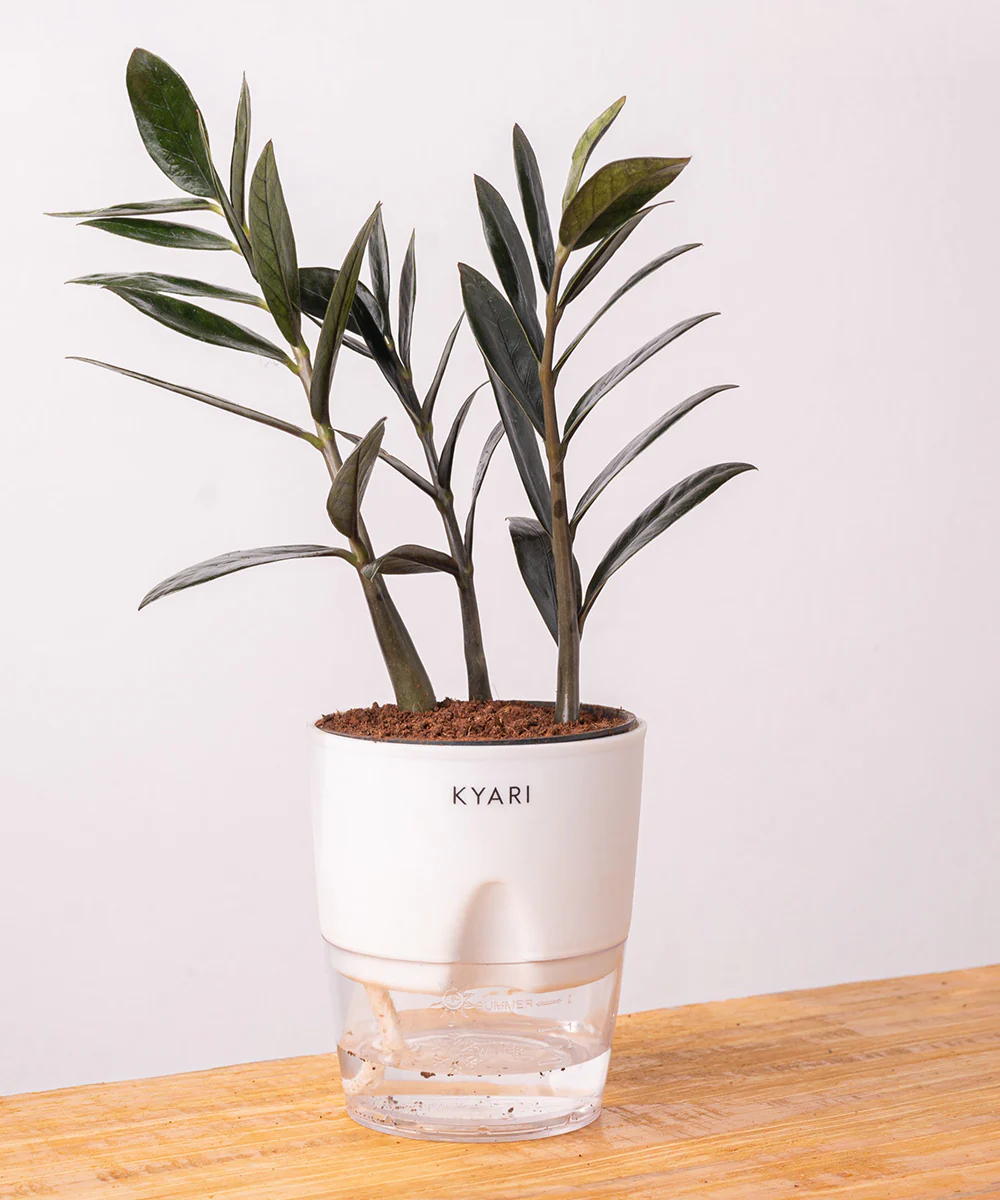 ZZ - Zamia Black Plant - Image 38