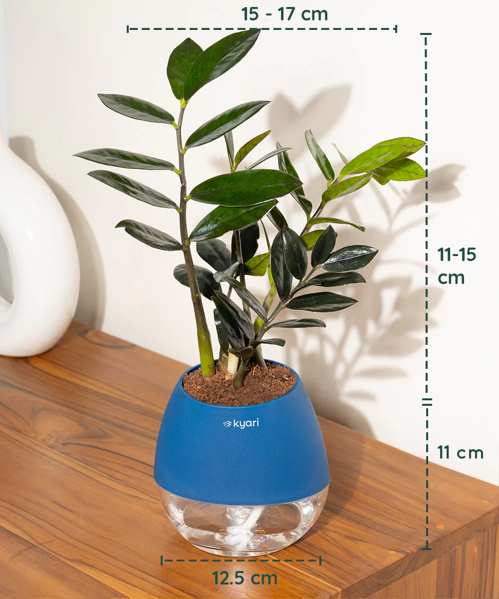 ZZ - Zamia Black Plant - Image 43