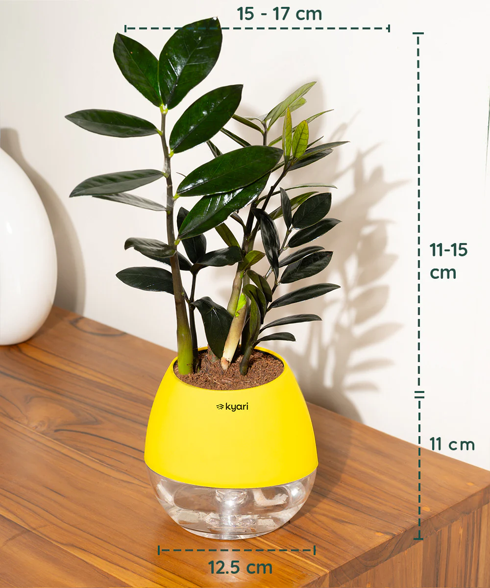 ZZ - Zamia Black Plant - Image 50