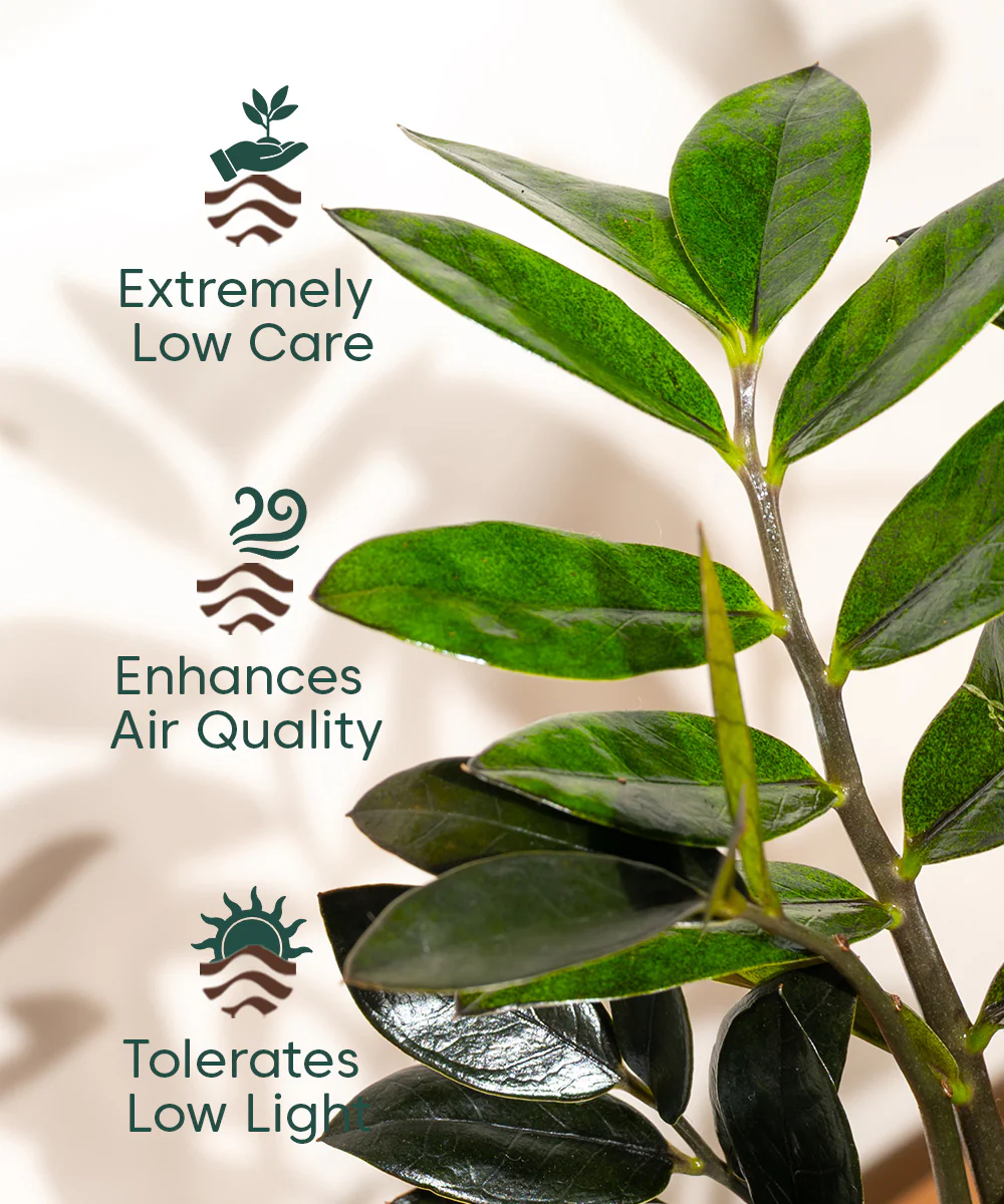 ZZ - Zamia Black Plant - Image 55
