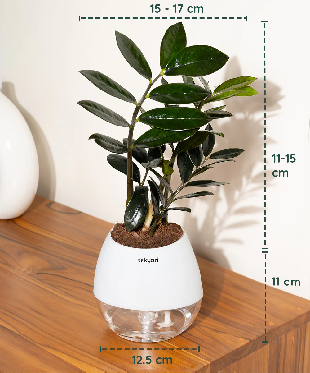 ZZ - Zamia Black Plant - Image 57