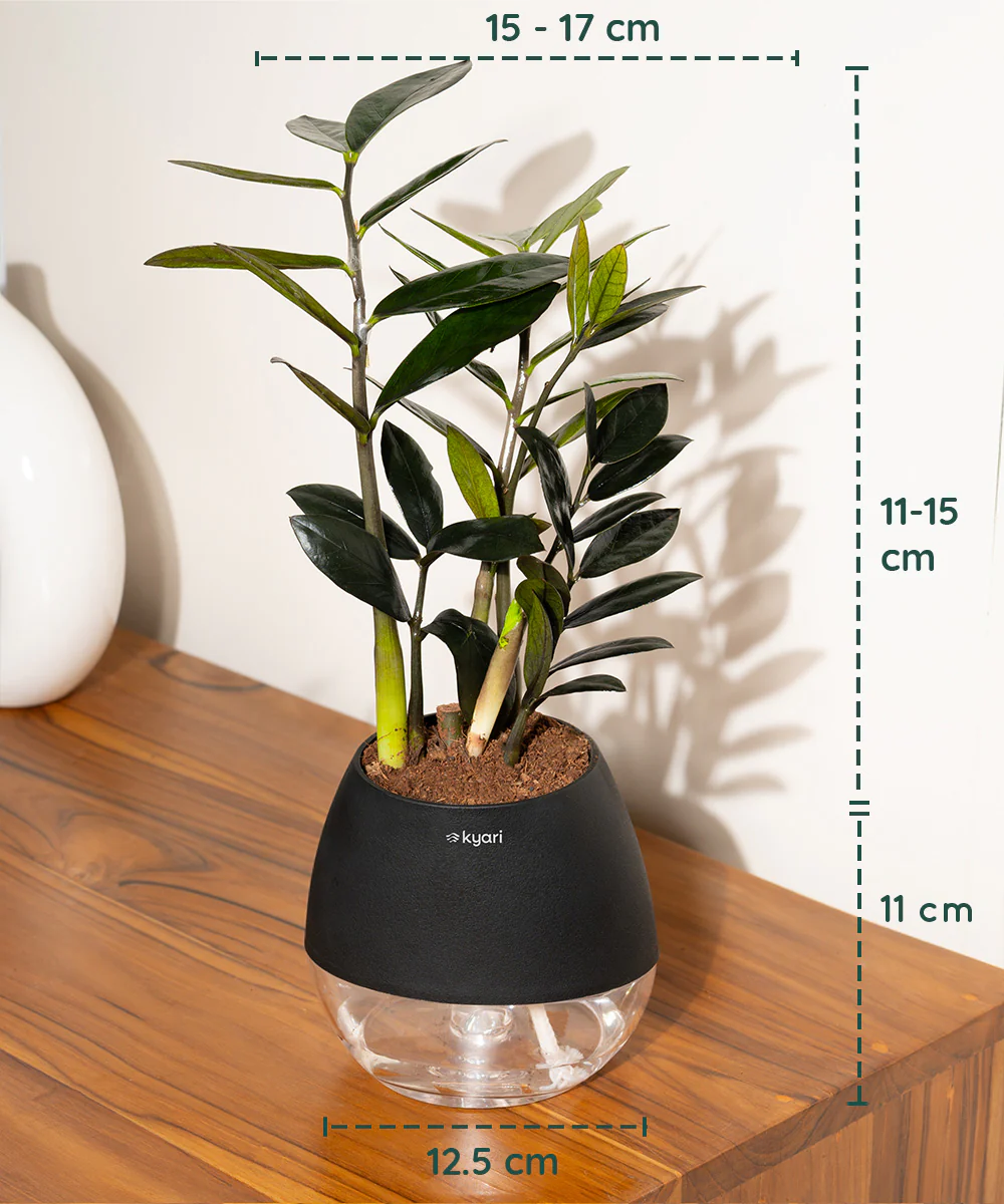 ZZ - Zamia Black Plant - Image 64