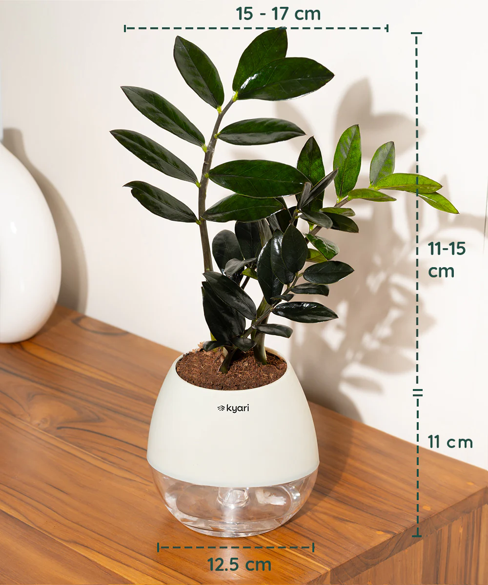 ZZ - Zamia Black Plant - Image 70