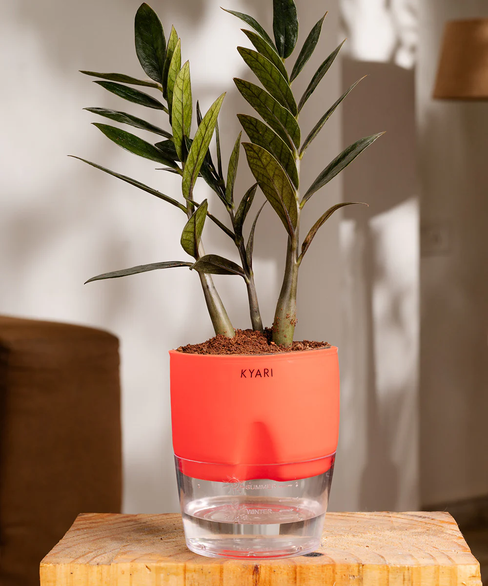 ZZ - Zamia Black Plant - Image 8