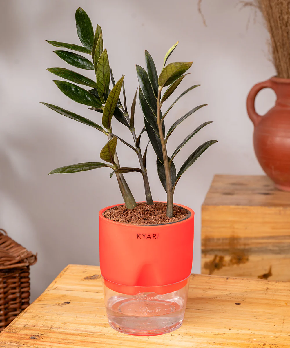 ZZ - Zamia Black Plant - Image 9