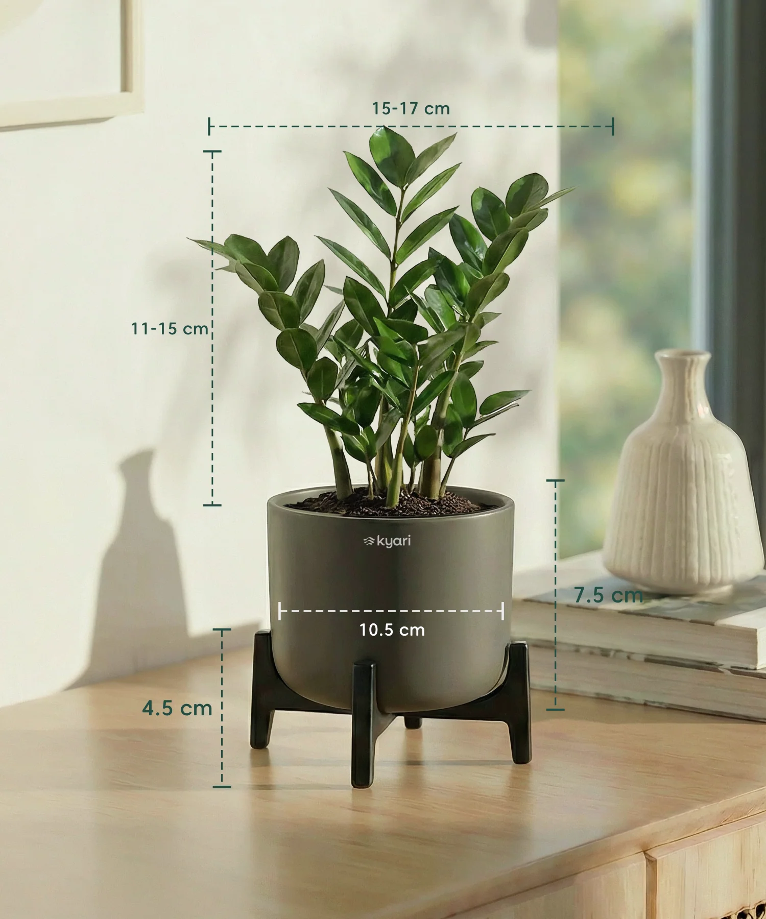 ZZ Plant with Aira Pot - Image 10