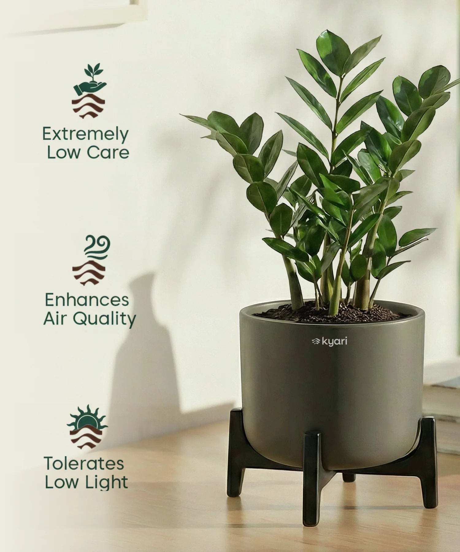 ZZ Plant with Aira Pot - Image 11