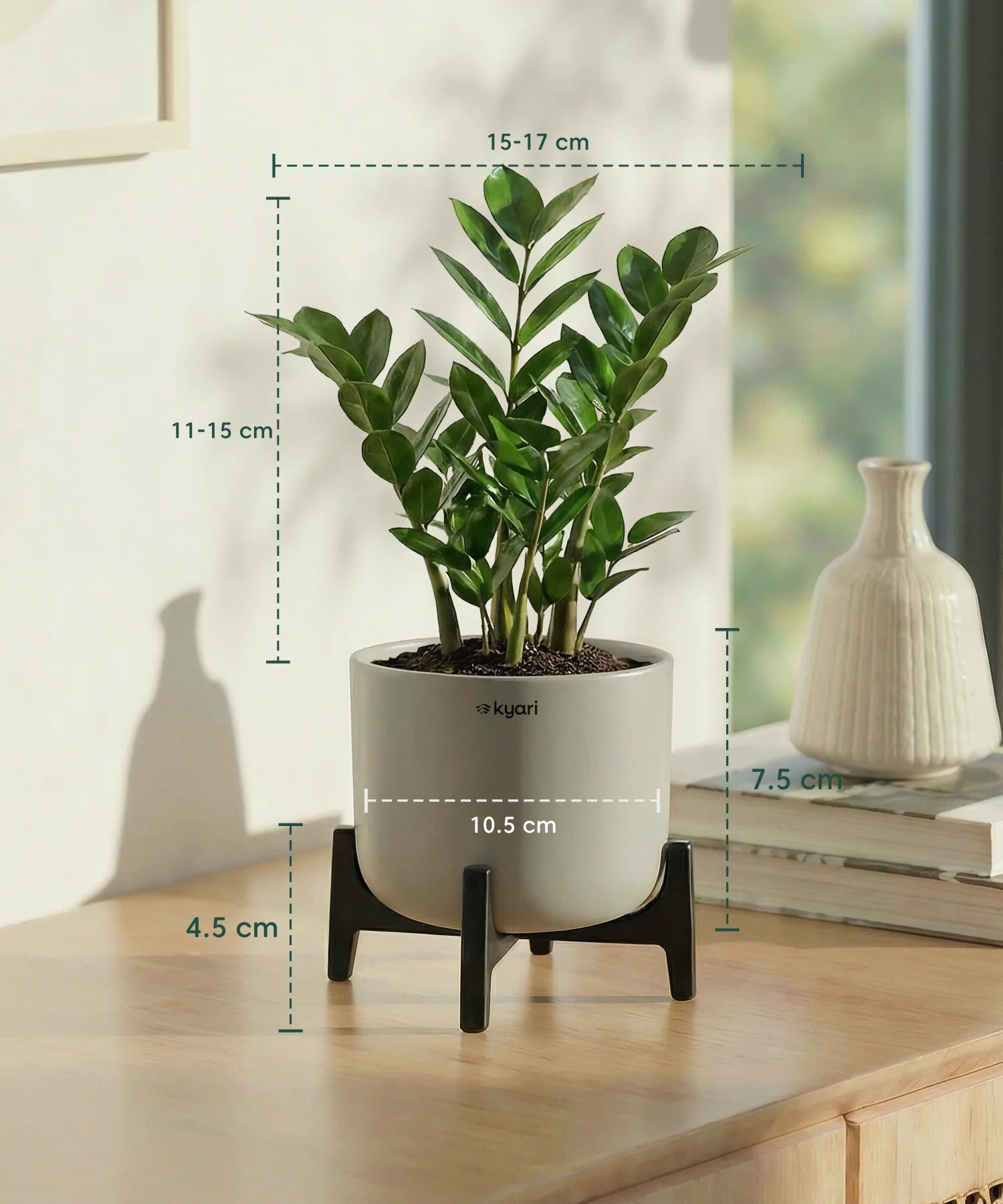 ZZ Plant with Aira Pot - Image 14