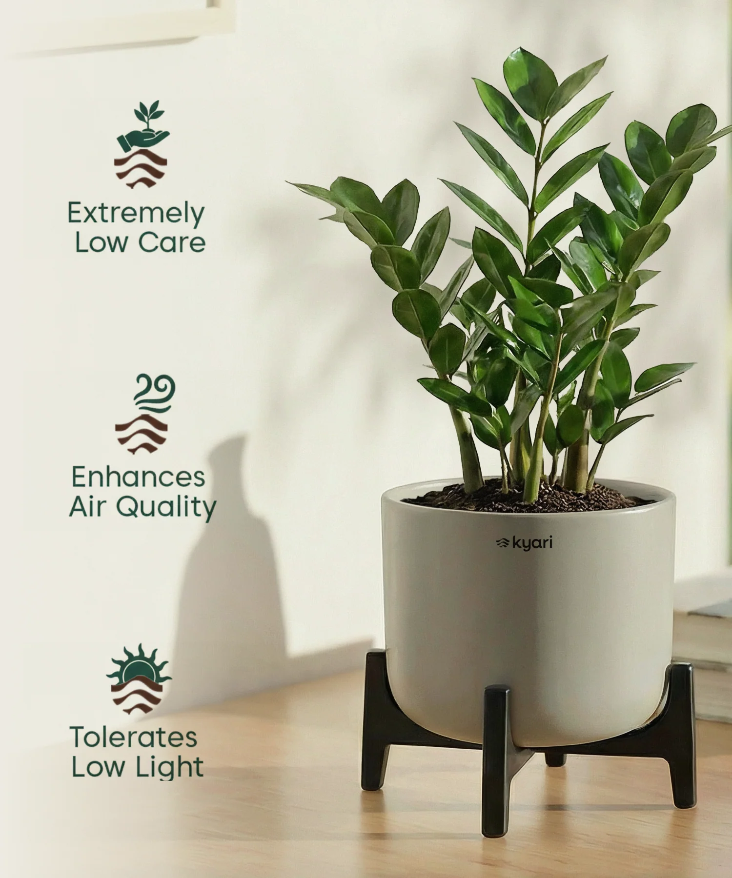 ZZ Plant with Aira Pot - Image 15