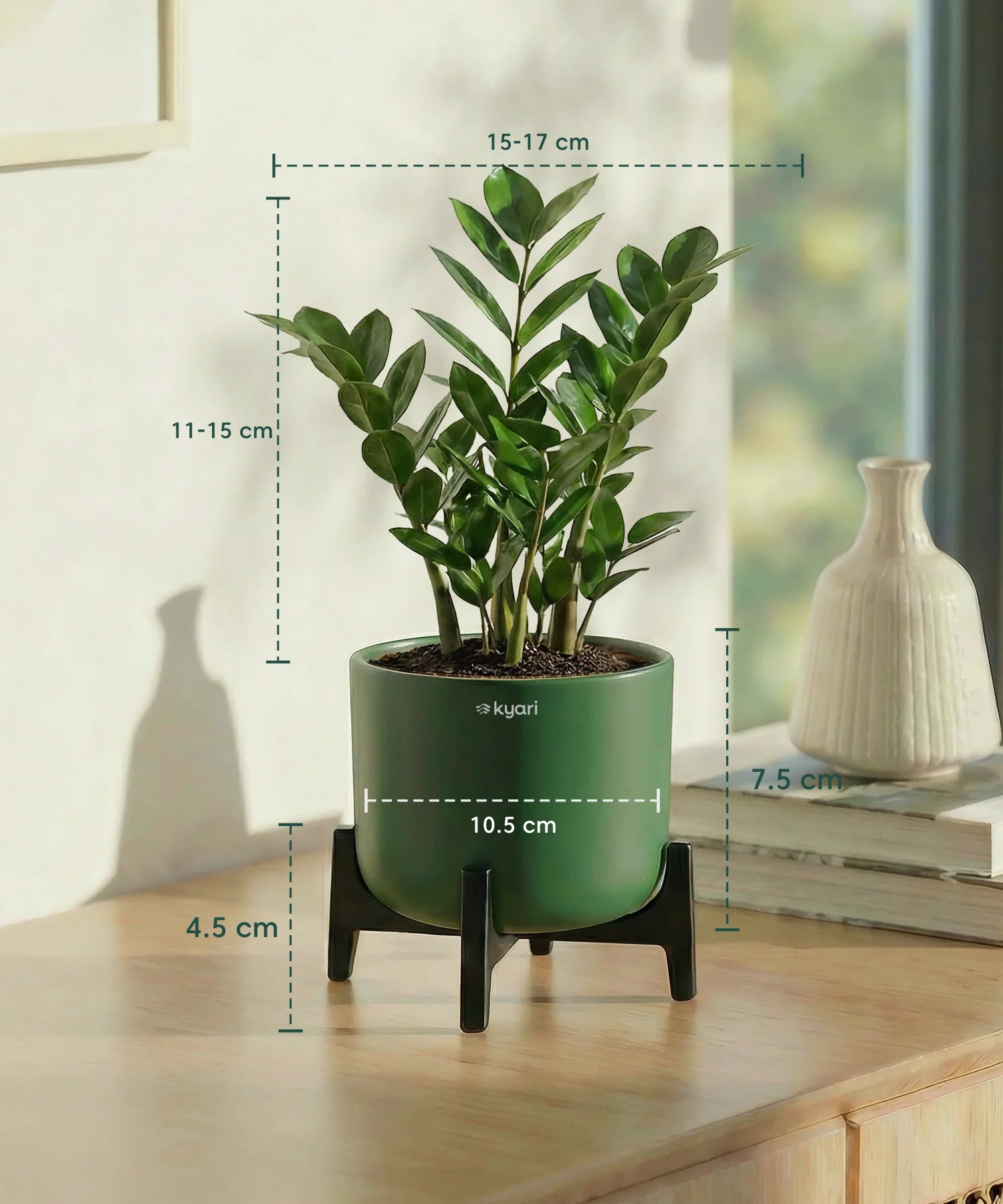 ZZ Plant with Aira Pot - Image 18
