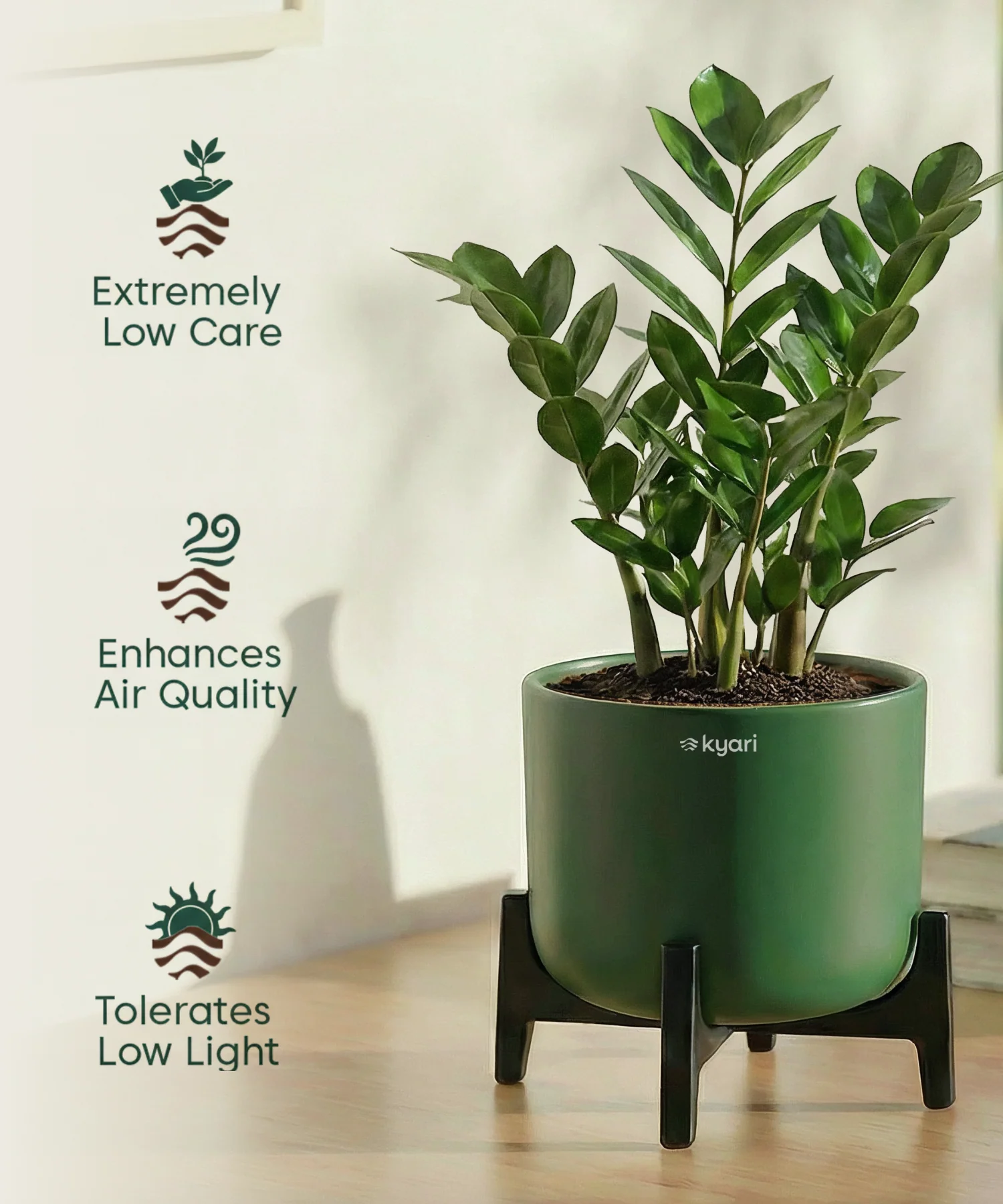 ZZ Plant with Aira Pot - Image 19