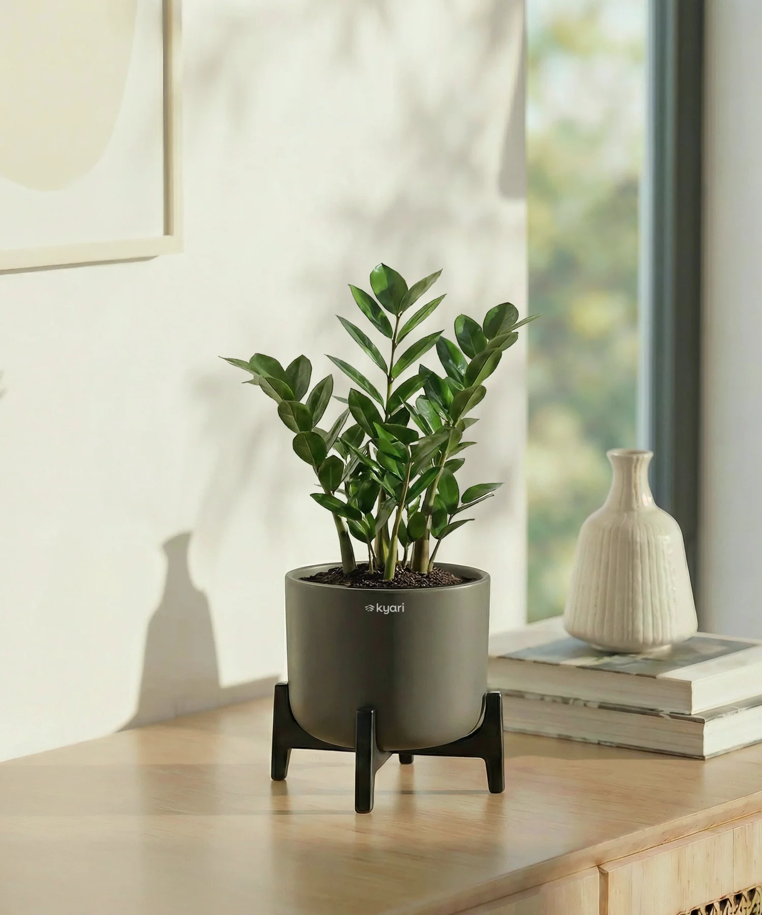 ZZ Plant with Aira Pot - Image 3