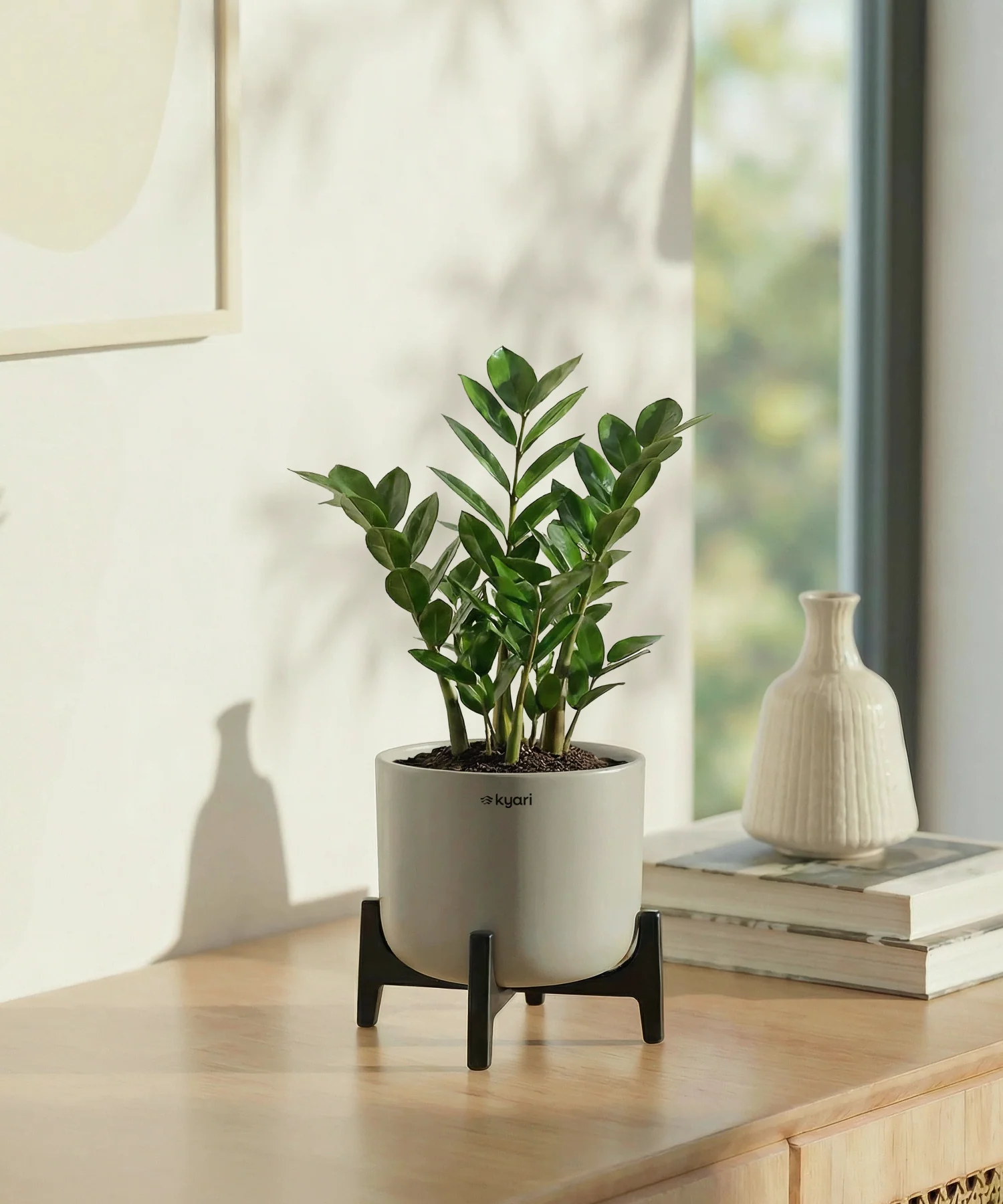 ZZ Plant with Aira Pot - Image 4