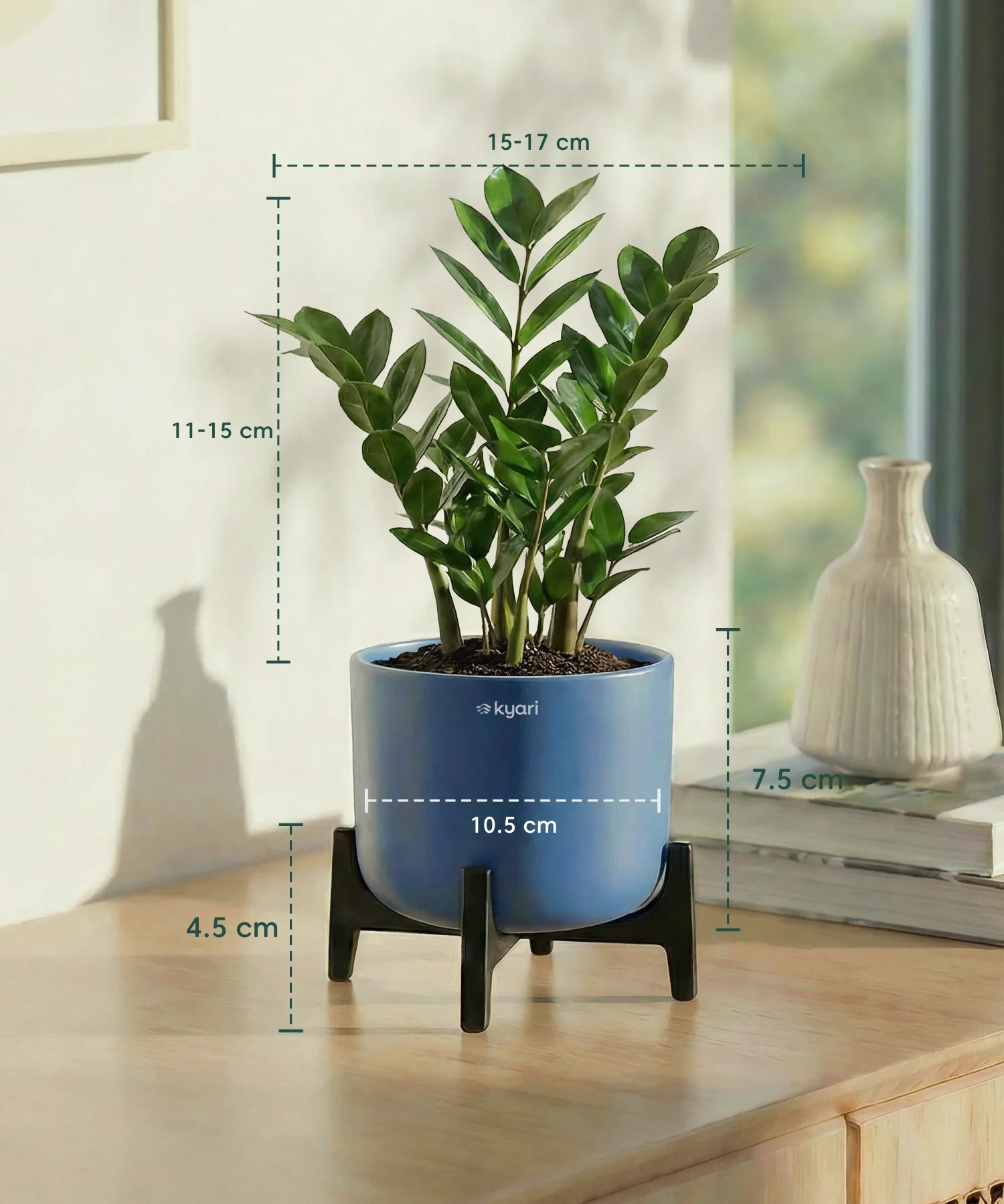 ZZ Plant with Aira Pot - Image 5