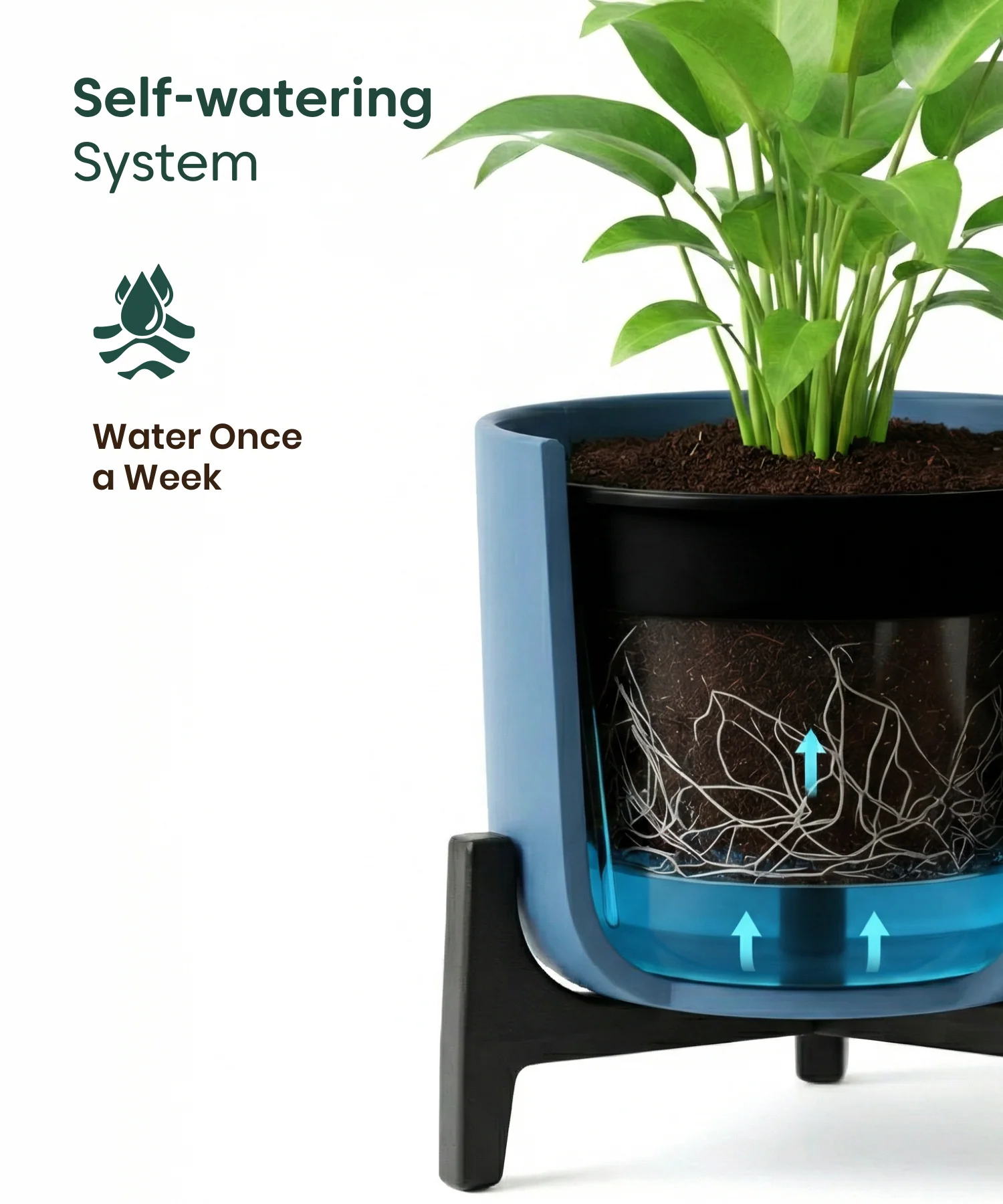 ZZ Plant with Aira Pot - Image 7