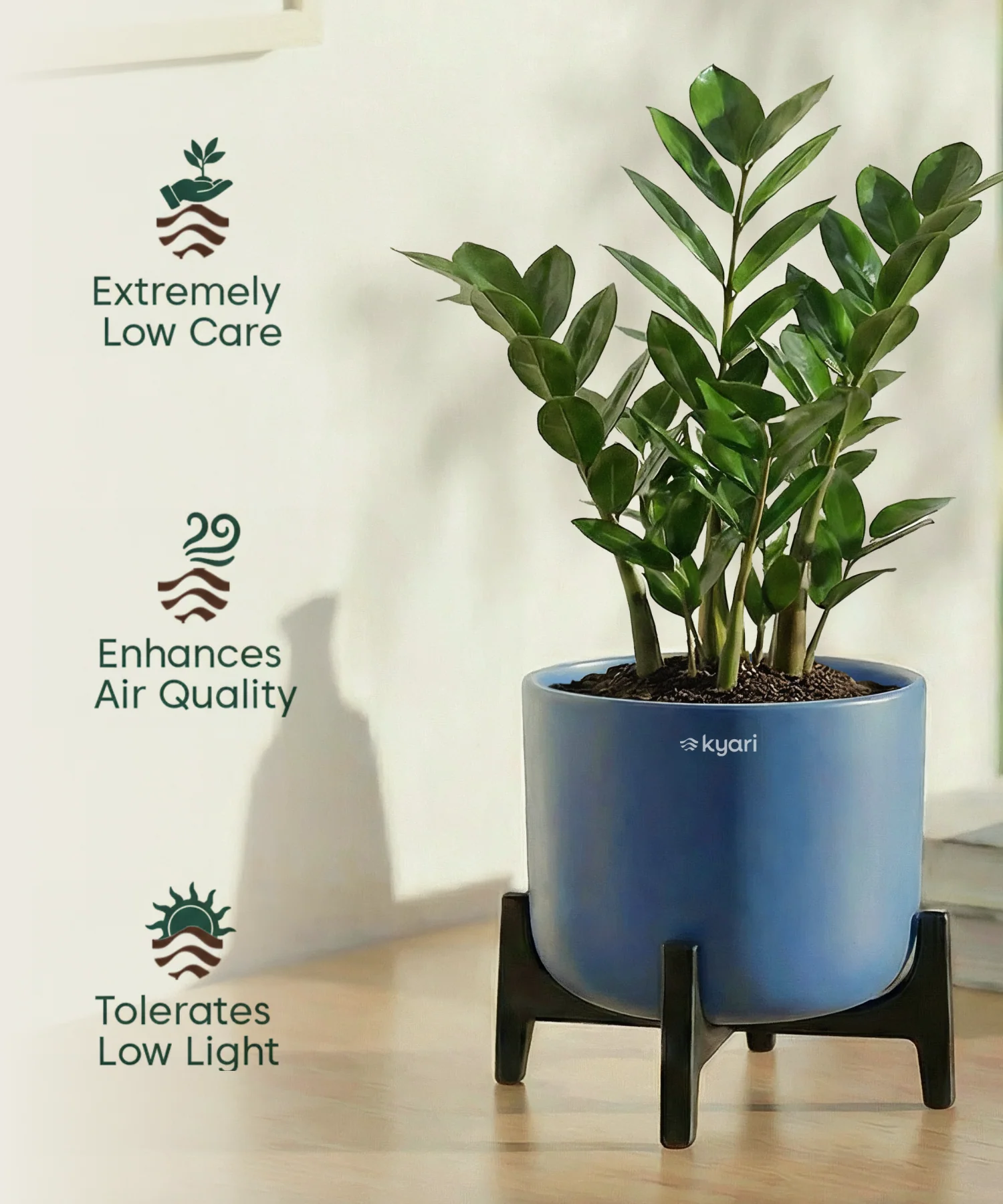 ZZ Plant with Aira Pot - Image 8